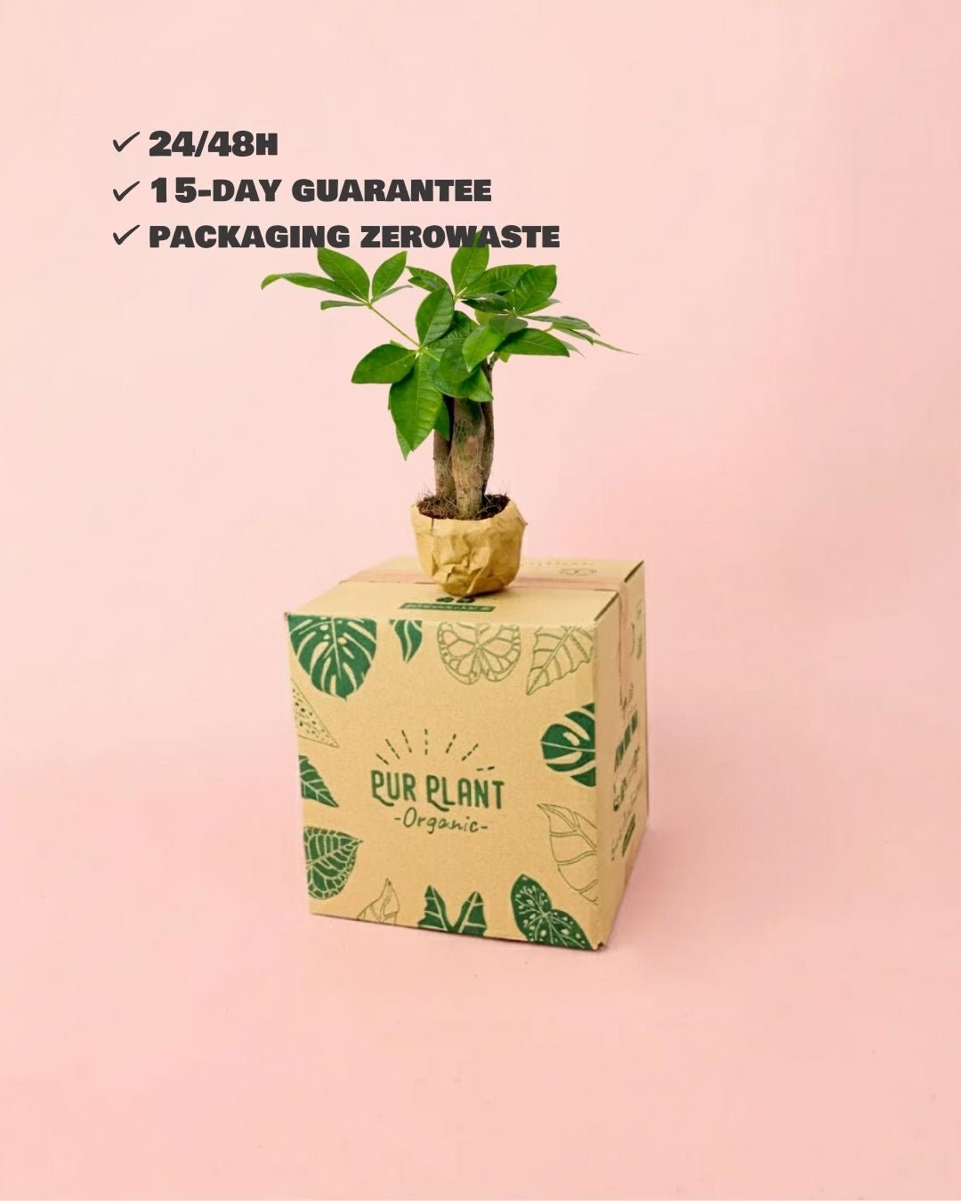 Pachira Aquatica – Árbol del Dinero Mini - Pur Plant
