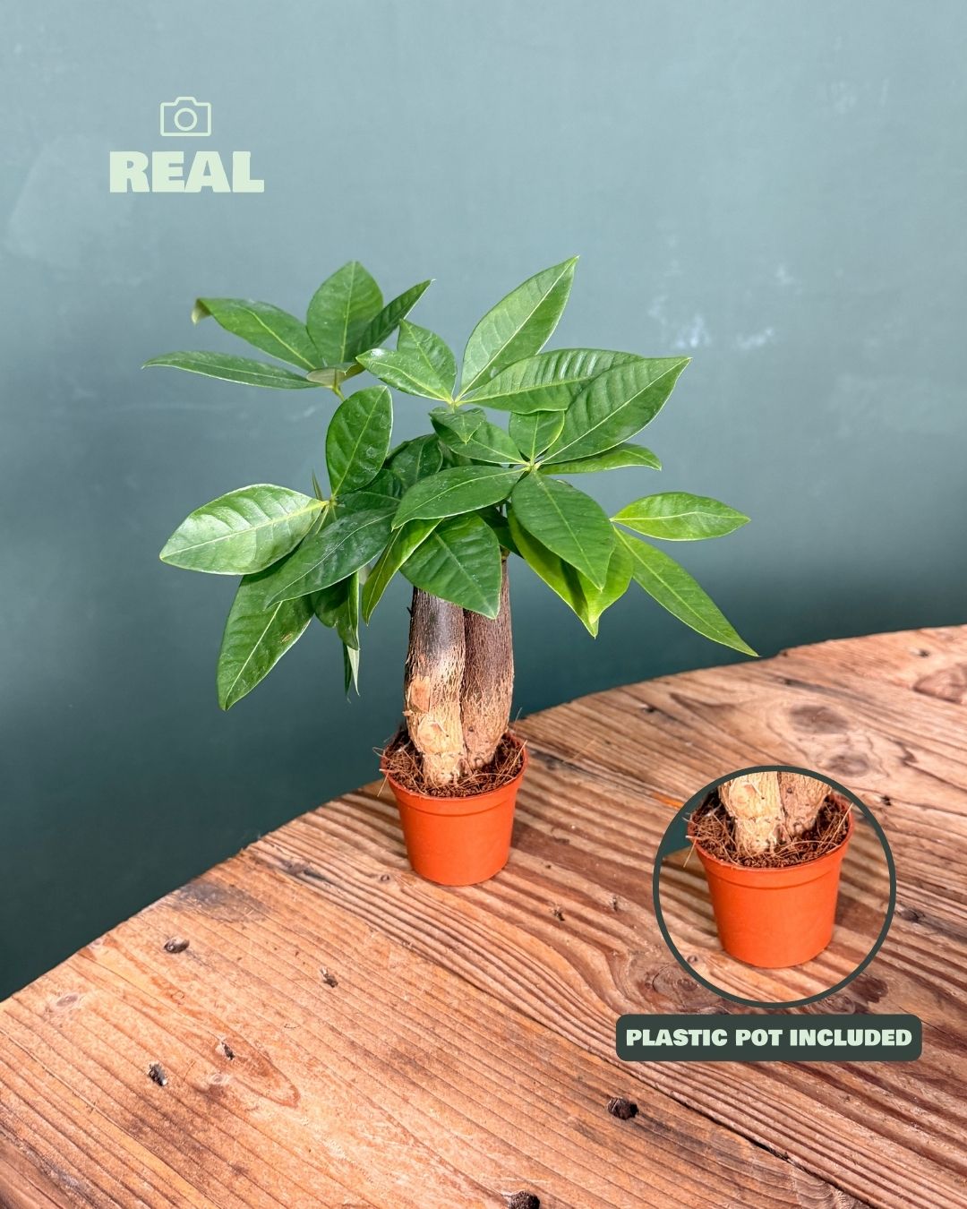 Pachira Aquatica – Árbol del Dinero Mini - Pur Plant