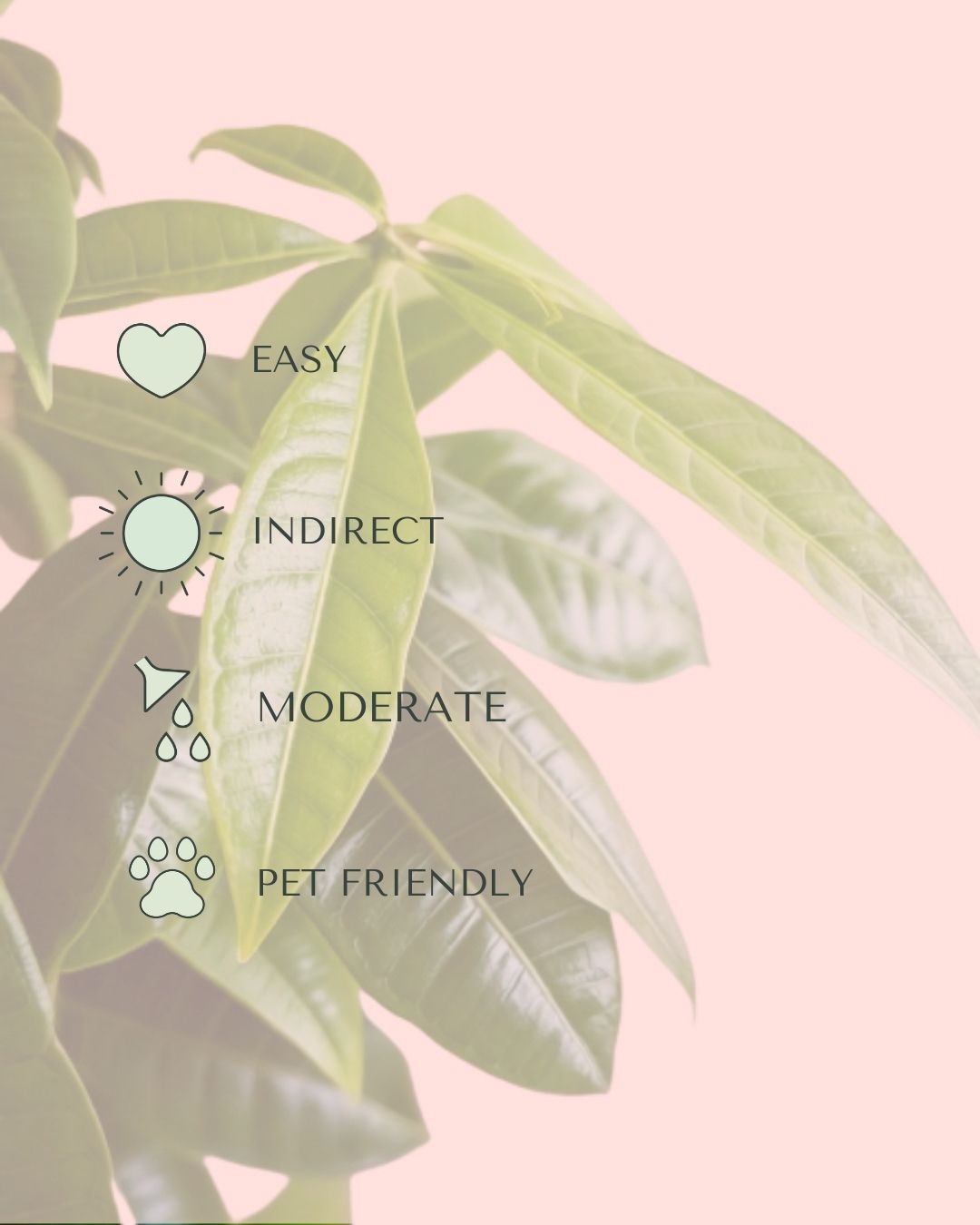 pachira-aquatica-care