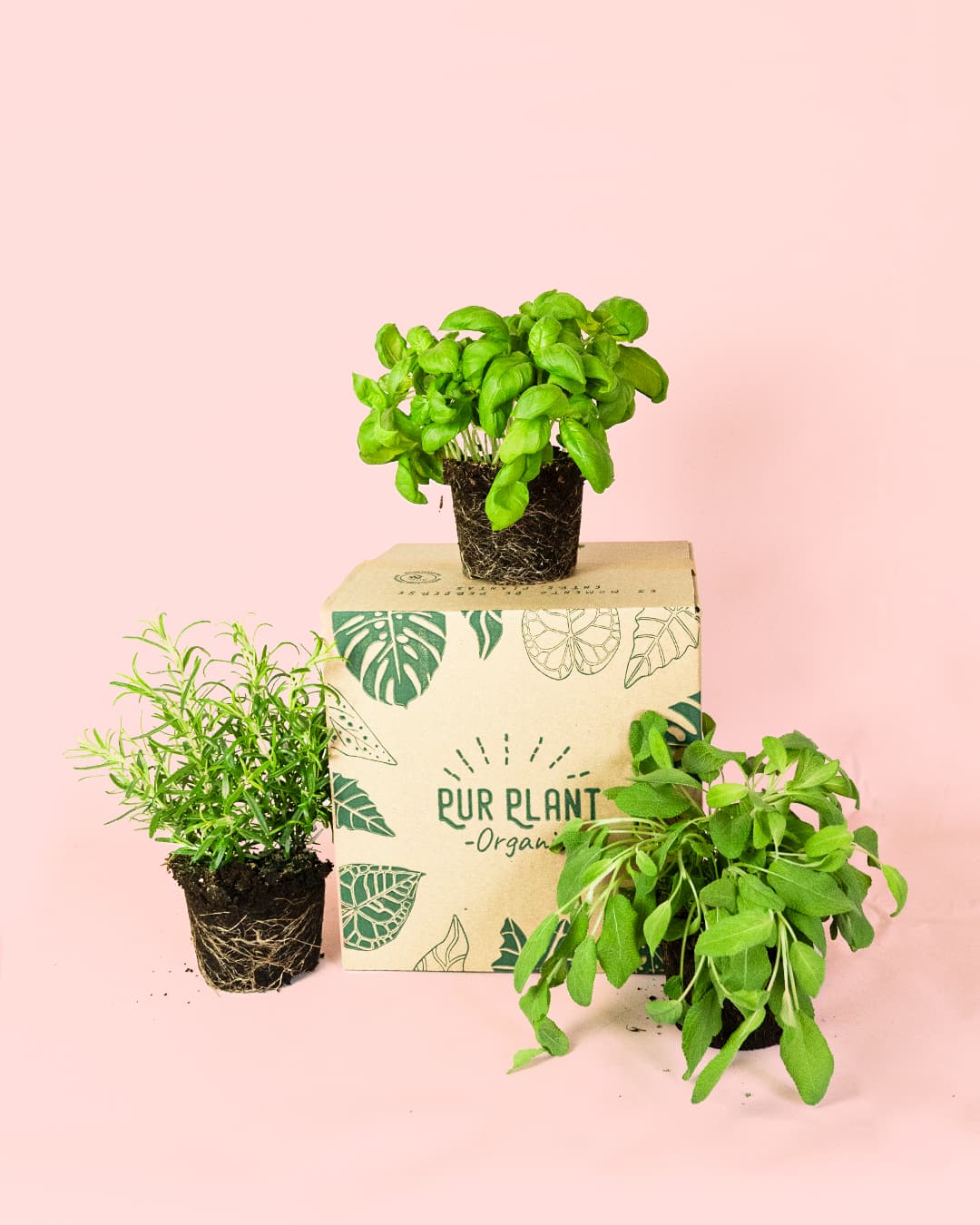 Pack 3x Mix Plantas Aromáticas - Pur Plant