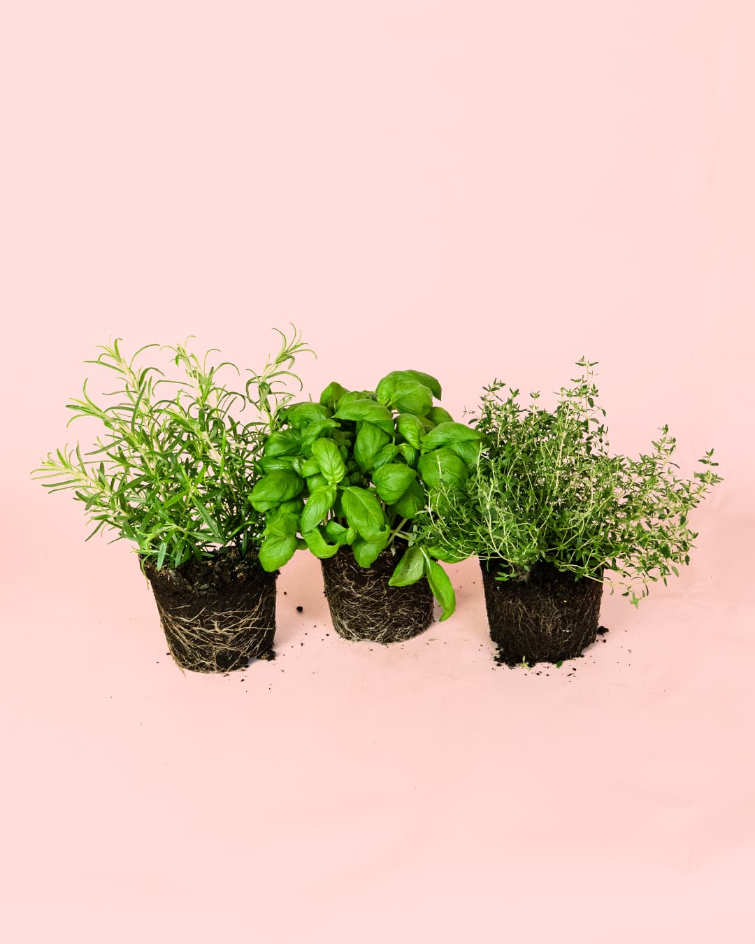 Pack 3x Mix Plantas Aromáticas - Pur Plant