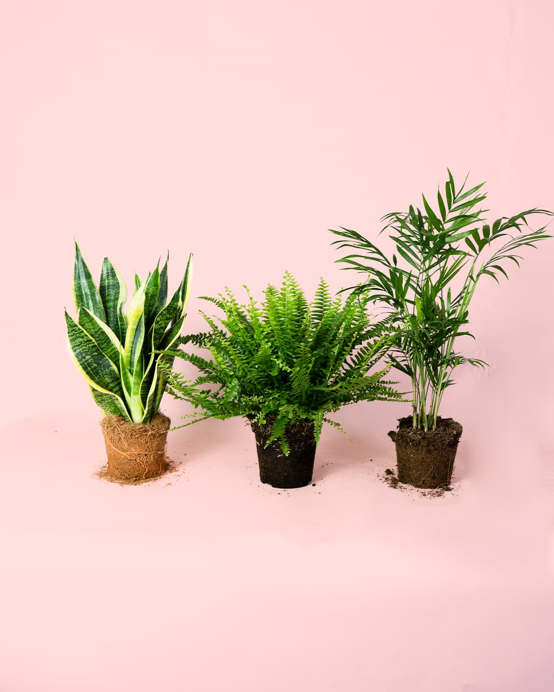 Pack 3x Plantas Purificadoras de Aire - Pur Plant