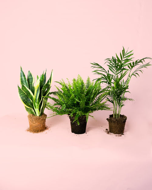 Pack 3x Plantas Purificadoras de Aire - Pur Plant