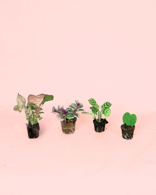 Pack 4x Mini Plantas Fáciles de Cuidar - Pur Plant