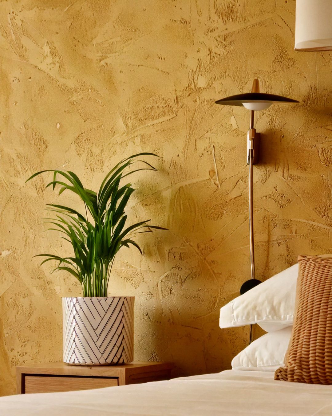 palma areca m contexto