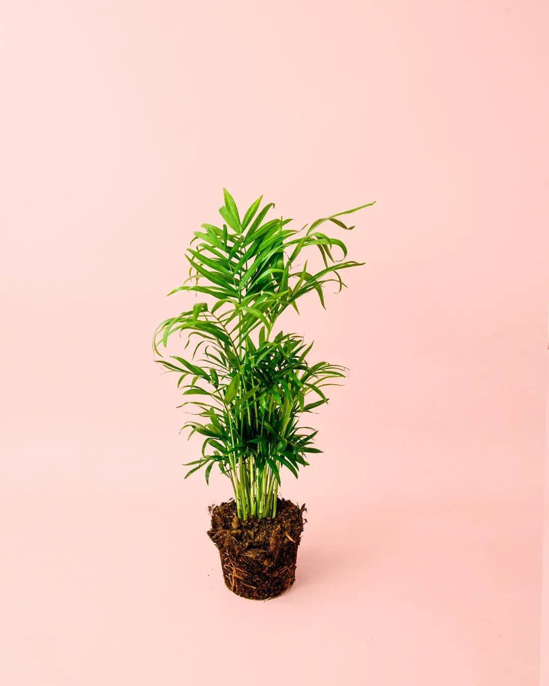 chamaedorea elegans m