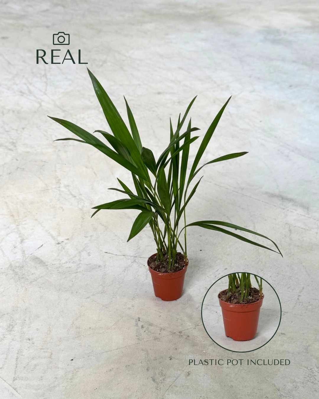Palma Areca Mini - Pur Plant