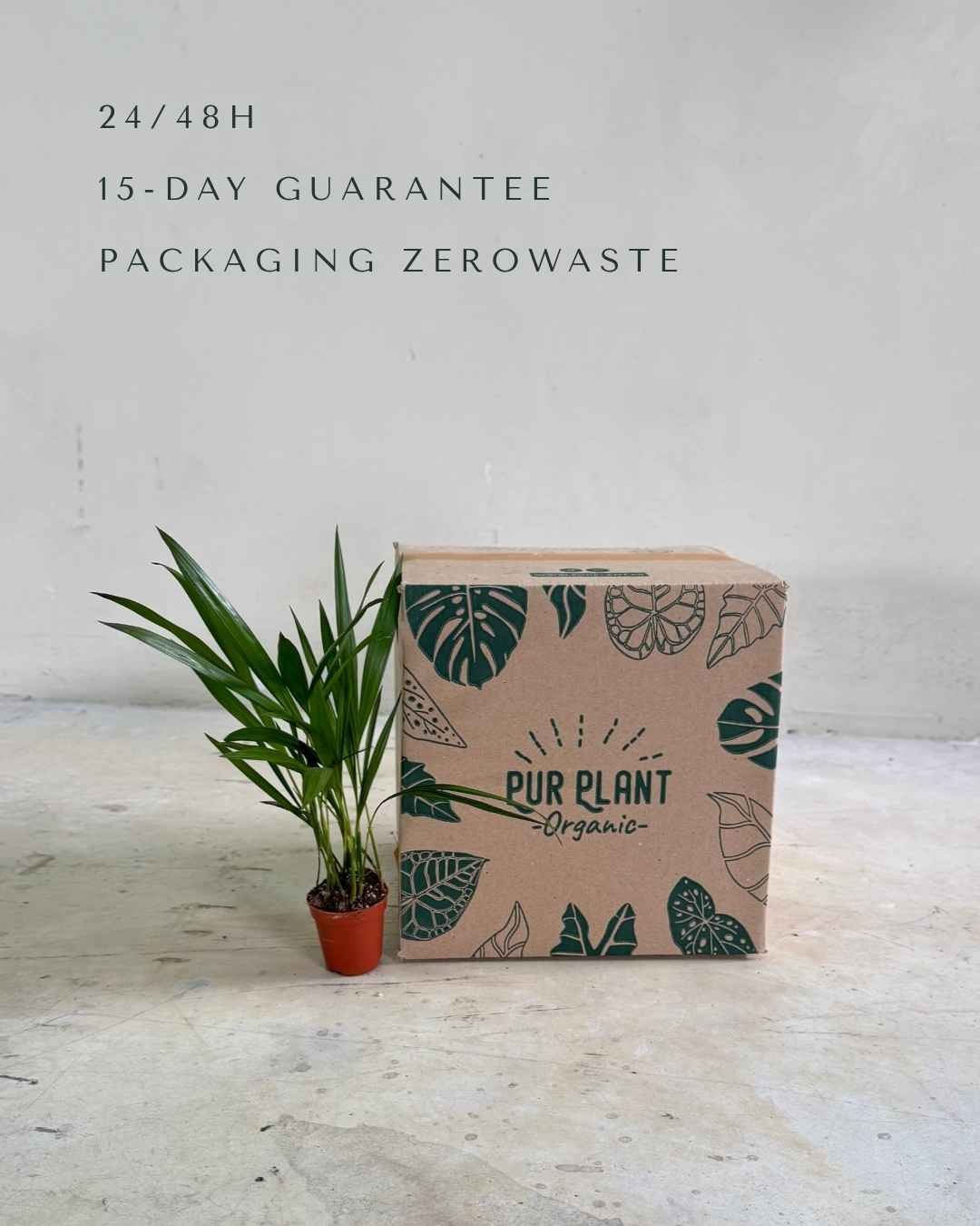 Palma Areca Mini - Pur Plant