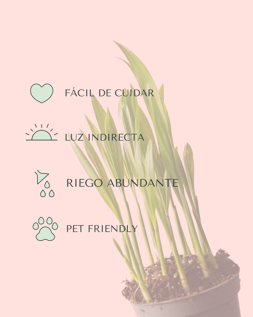 palma areca mini cuidados