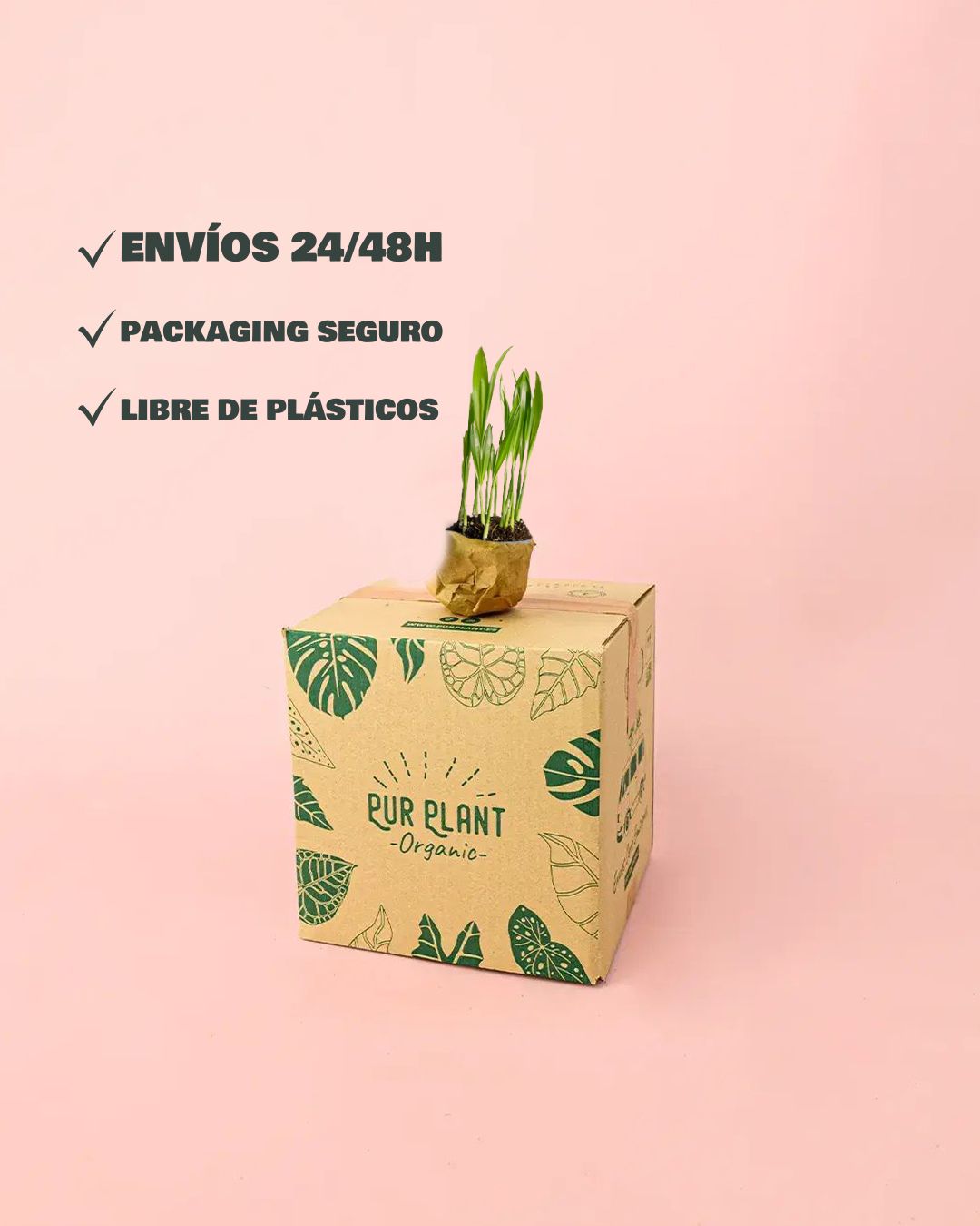 palma areca mini packaging