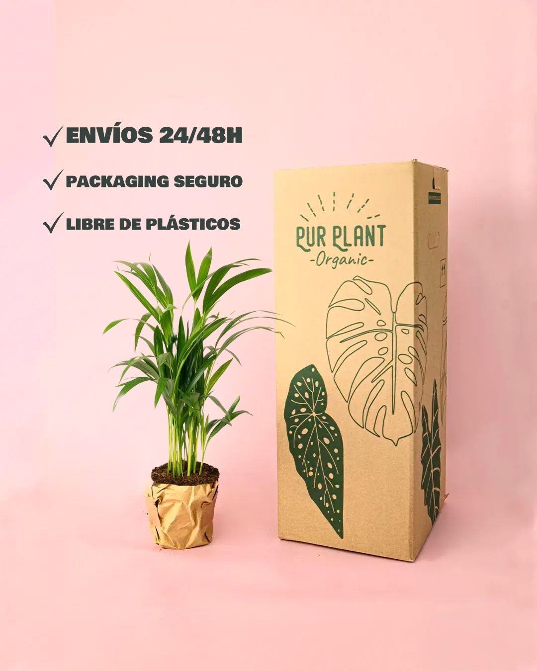palma areca packaging
