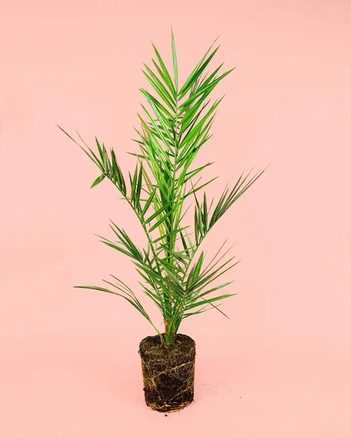Palmera Canaria M - Pur Plant