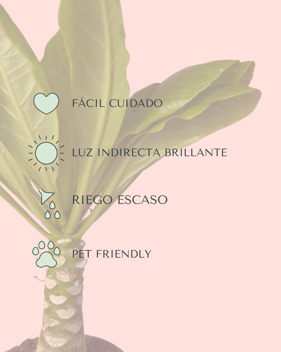 Palmera Hawaiana M - Pur Plant