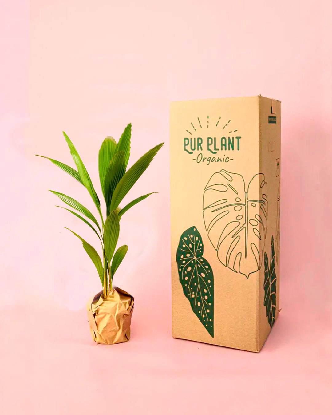 Palmera Licuala Grandis M - Pur Plant