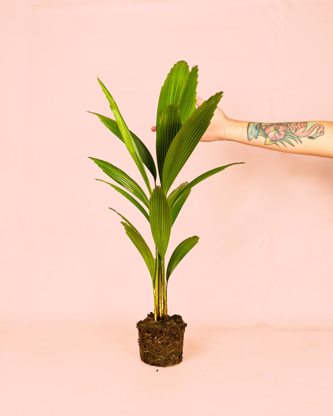 Palmera Licuala Grandis M - Pur Plant