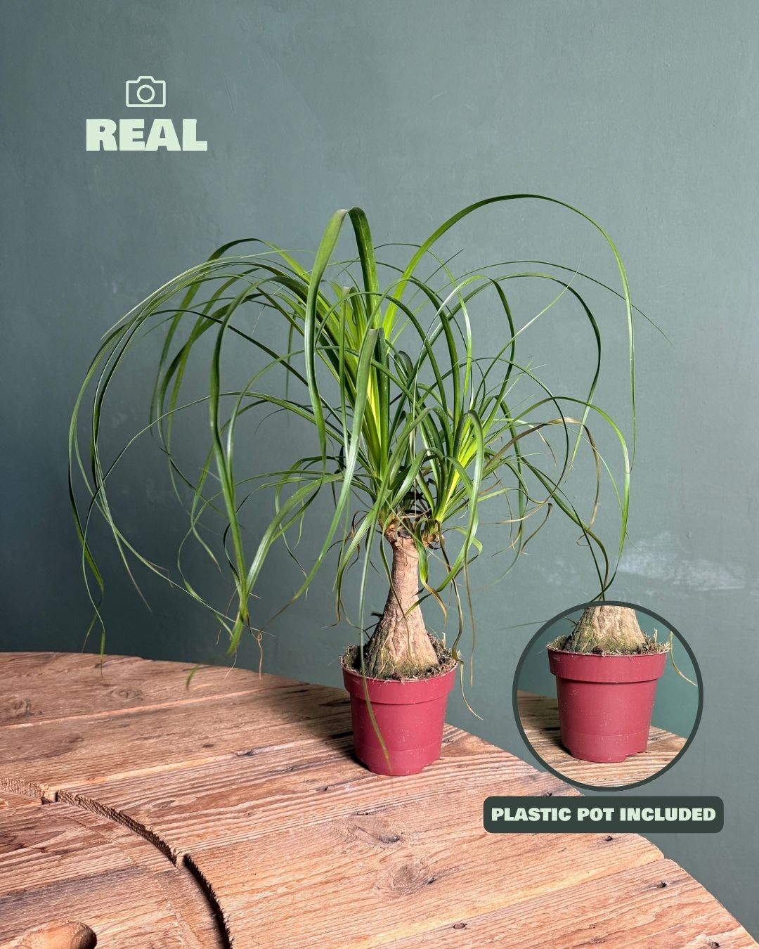 pata de elefante m real