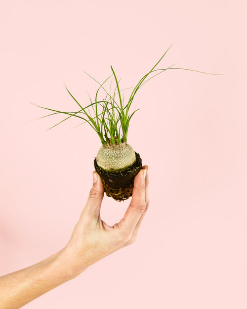 Pata de Elefante Mini - Pur Plant