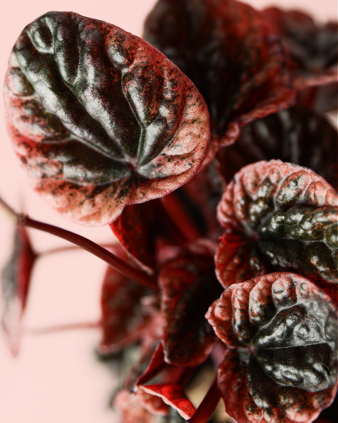 Peperomia Abricot M - Pur Plant