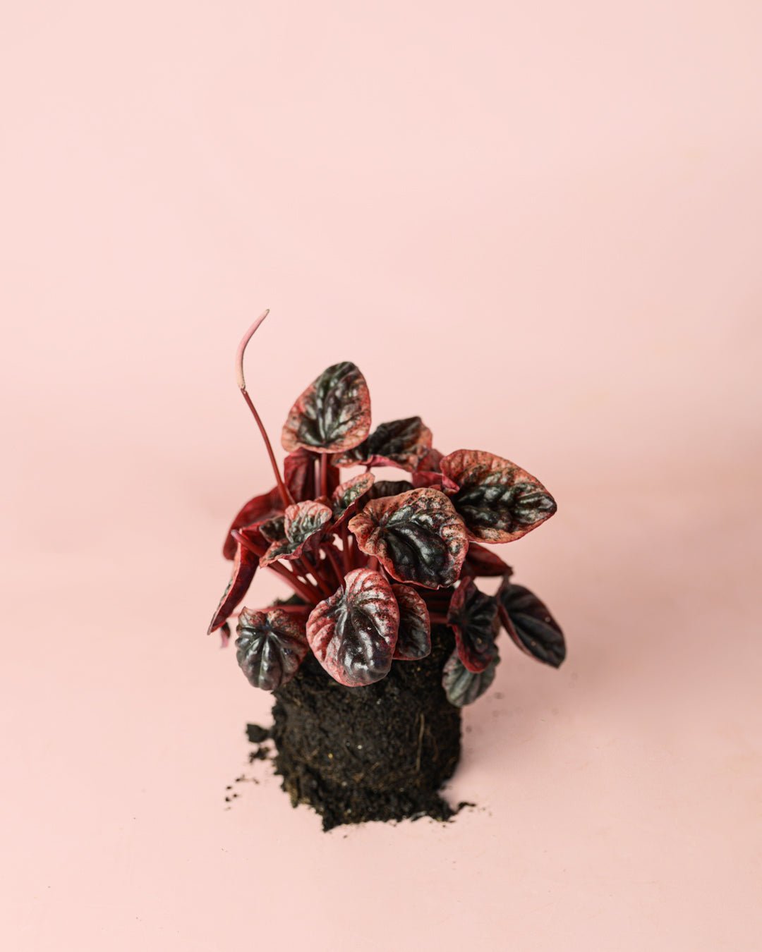 Peperomia Abricot M - Pur Plant