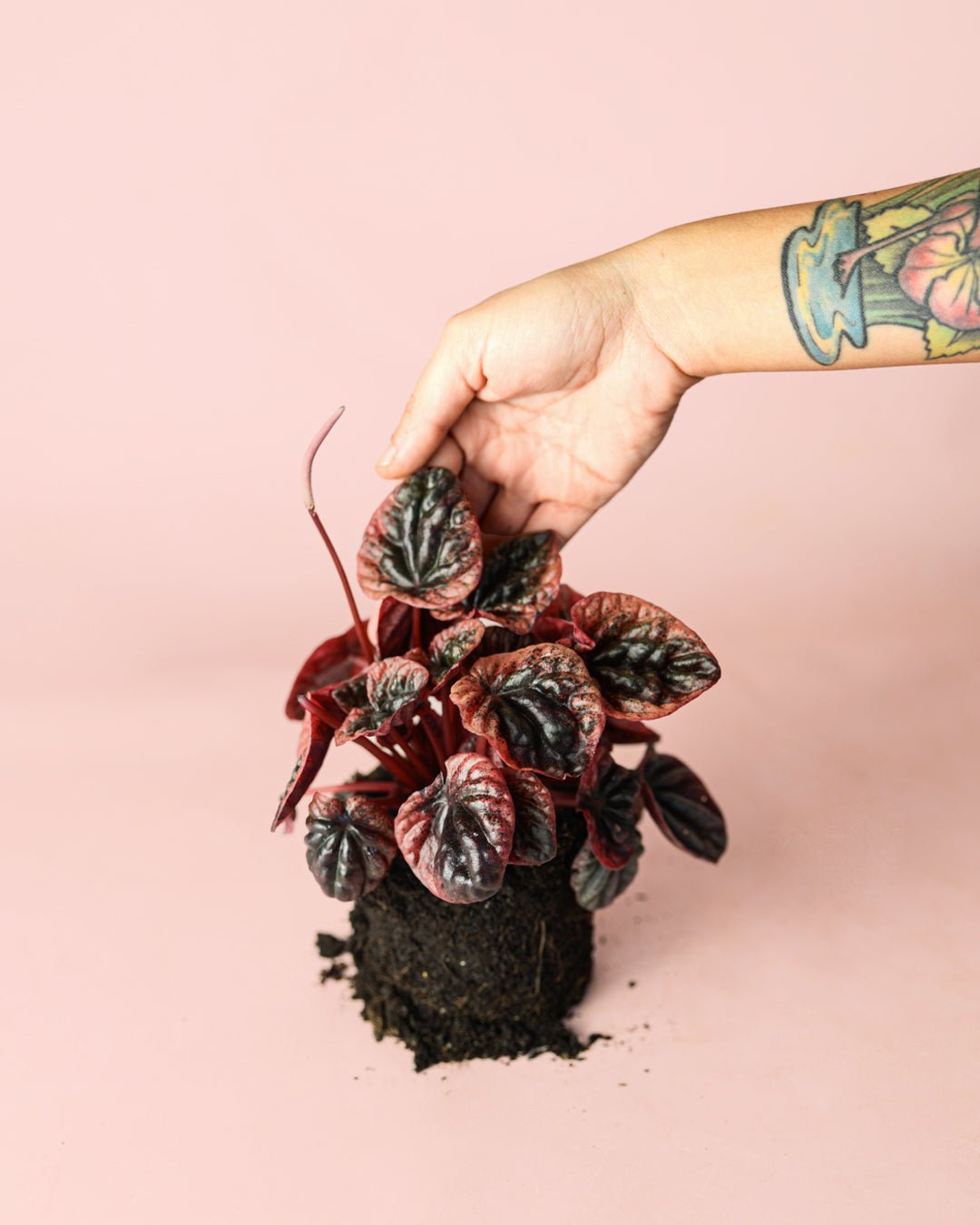 Peperomia Abricot M - Pur Plant
