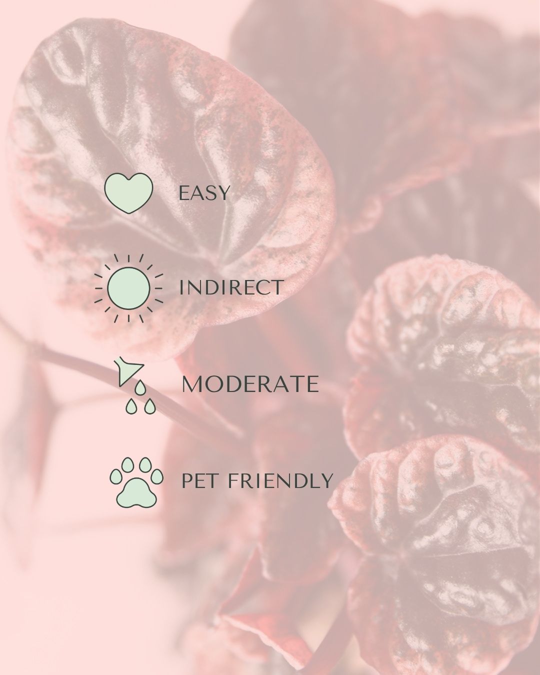 peperomia-abricot-m-care