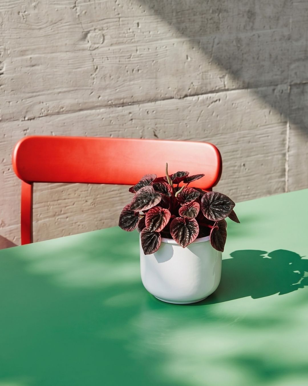 peperomia-abricot-m-context