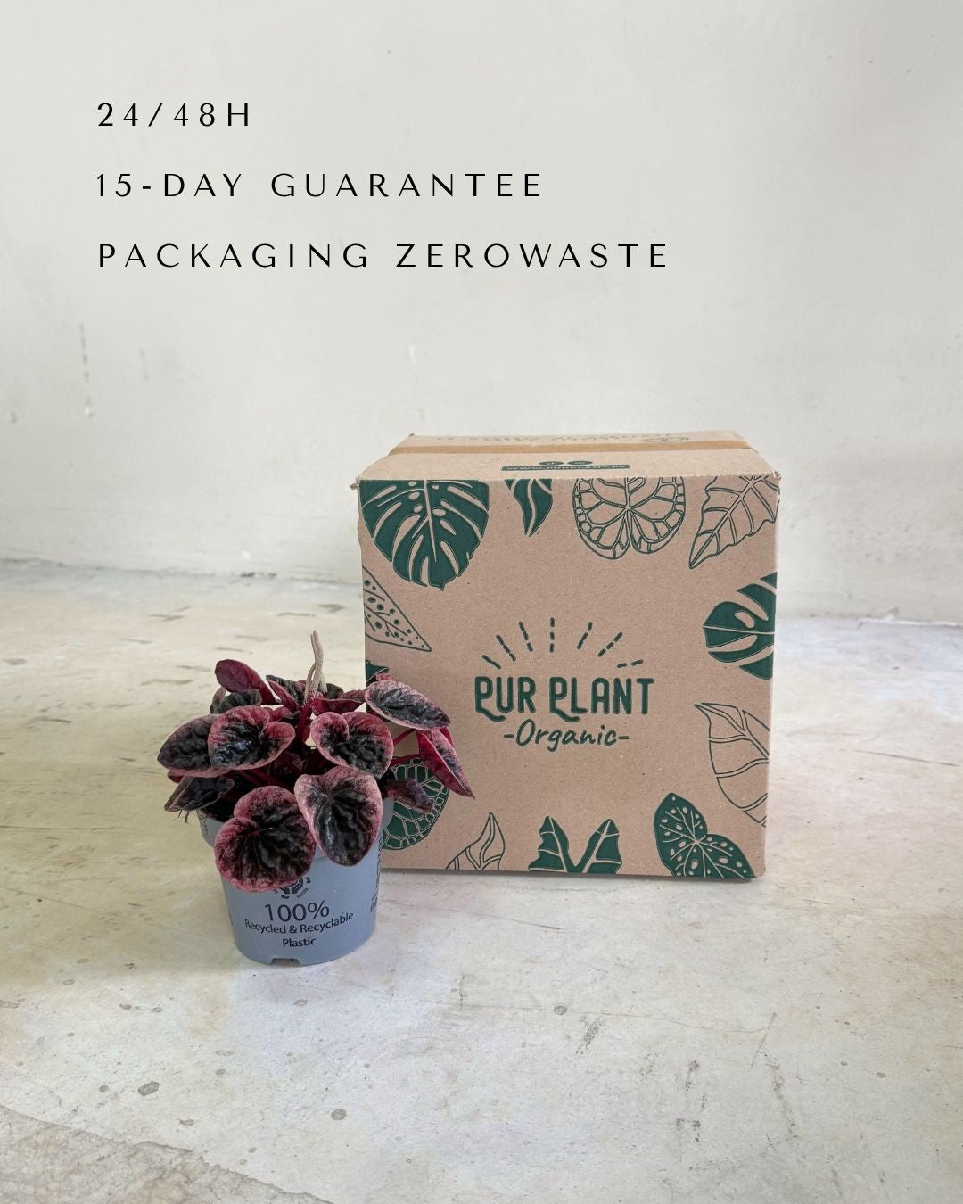 peperomia-abricot-m-packaging