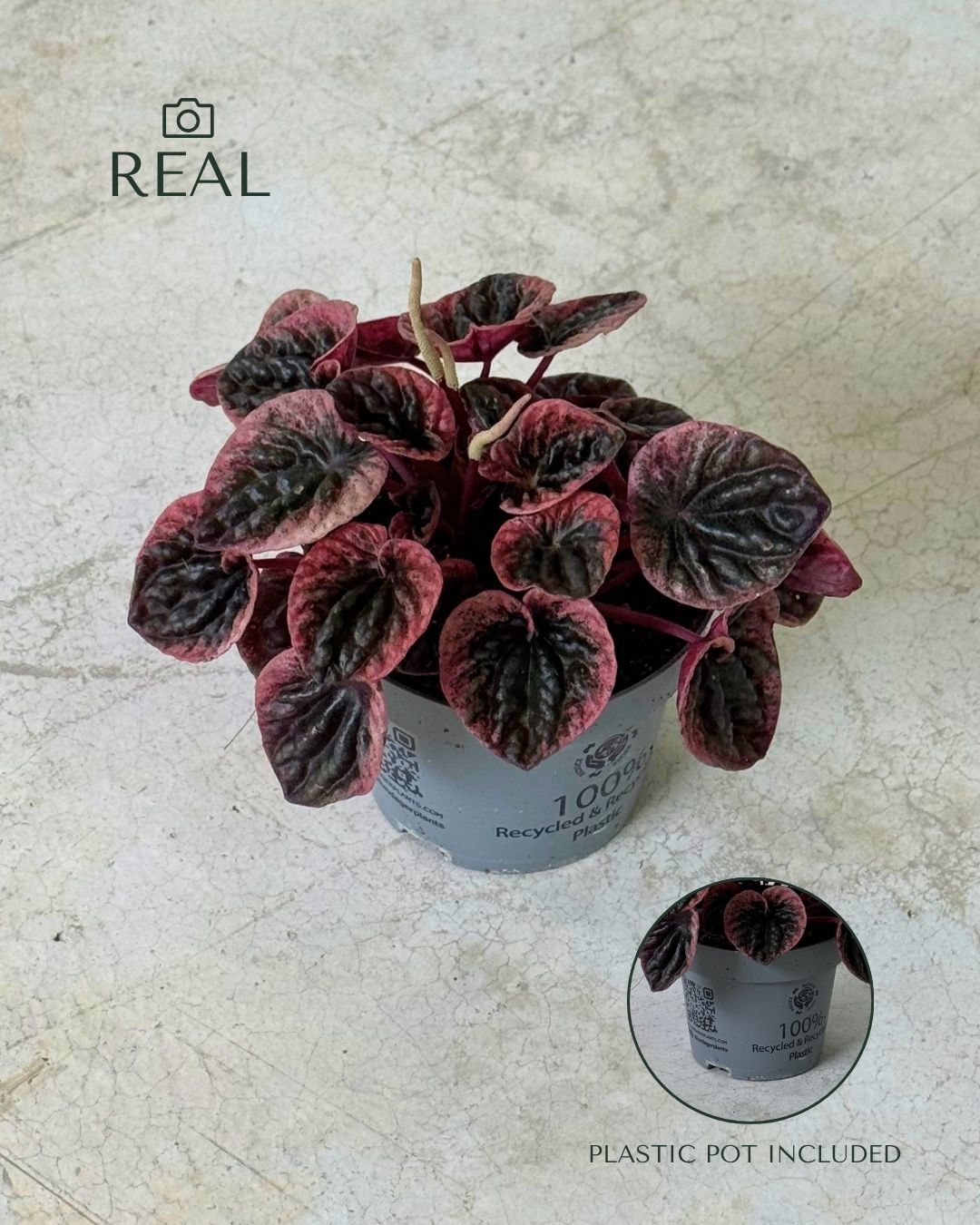 peperomia-abricot-m-real