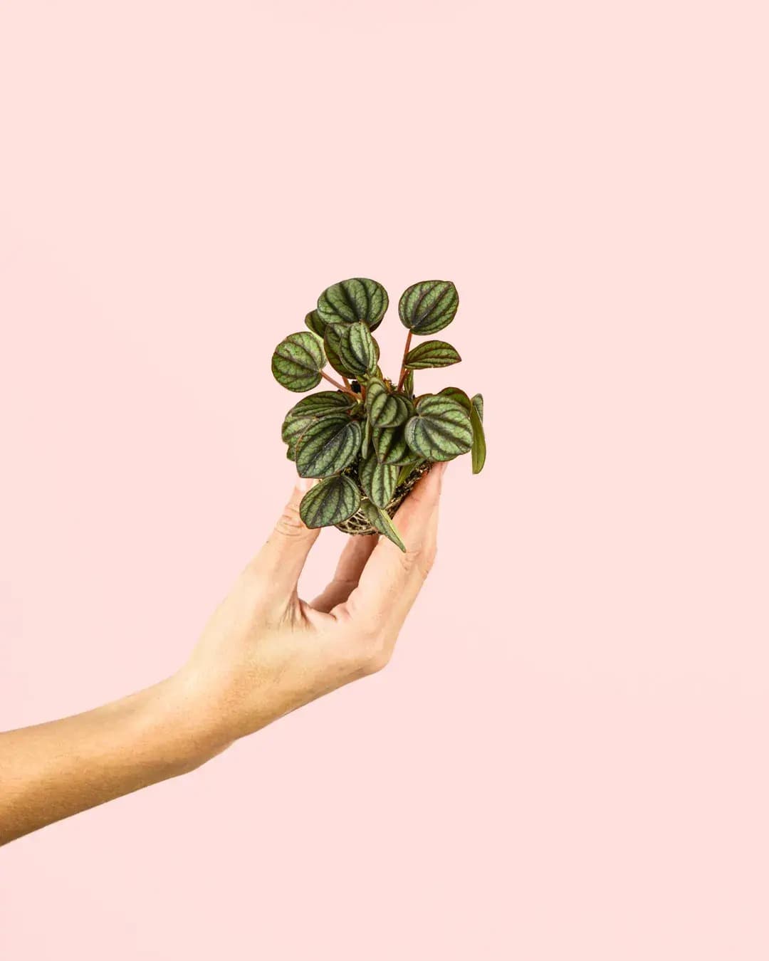 Peperomia Albovittata Mini - Pur Plant