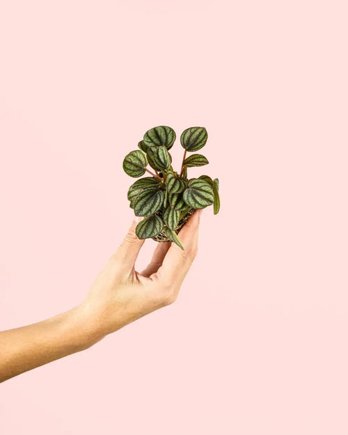 Peperomia Albovittata Mini - Pur Plant