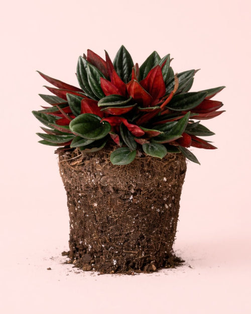 Peperomia Caperata Rosso M - Pur Plant