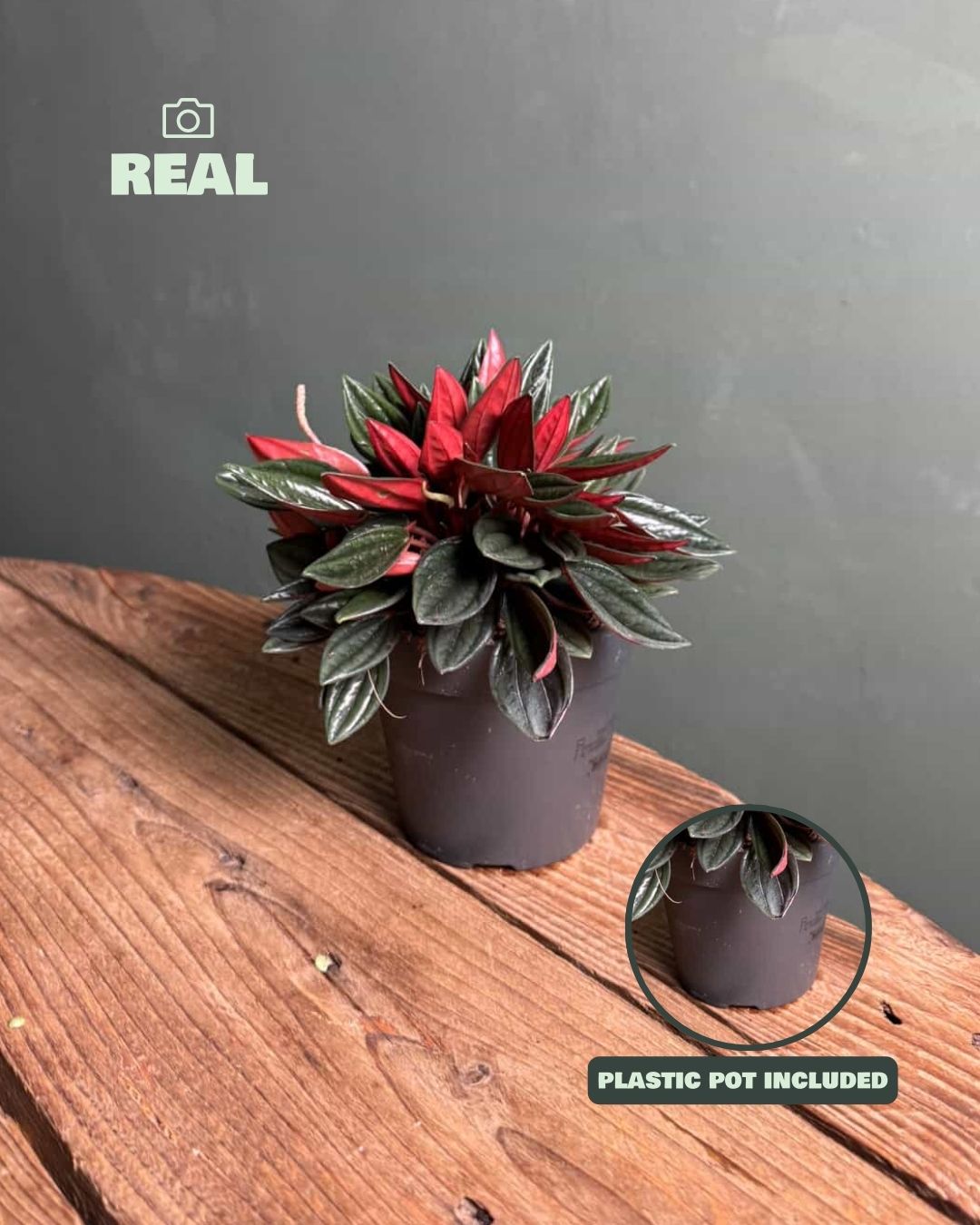 Peperomia Caperata Rosso M - Pur Plant