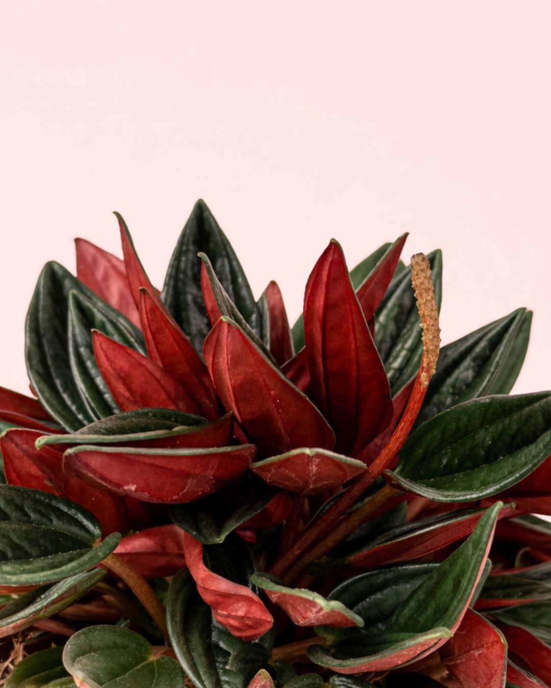 Peperomia Caperata Rosso M - Pur Plant