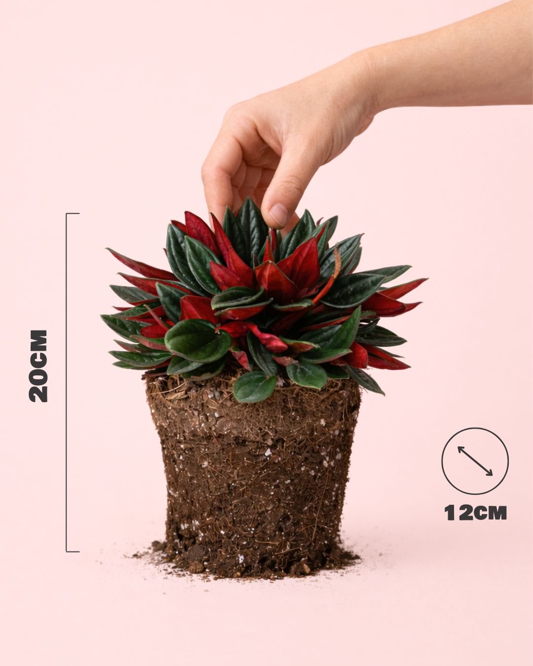Peperomia Caperata Rosso M - Pur Plant