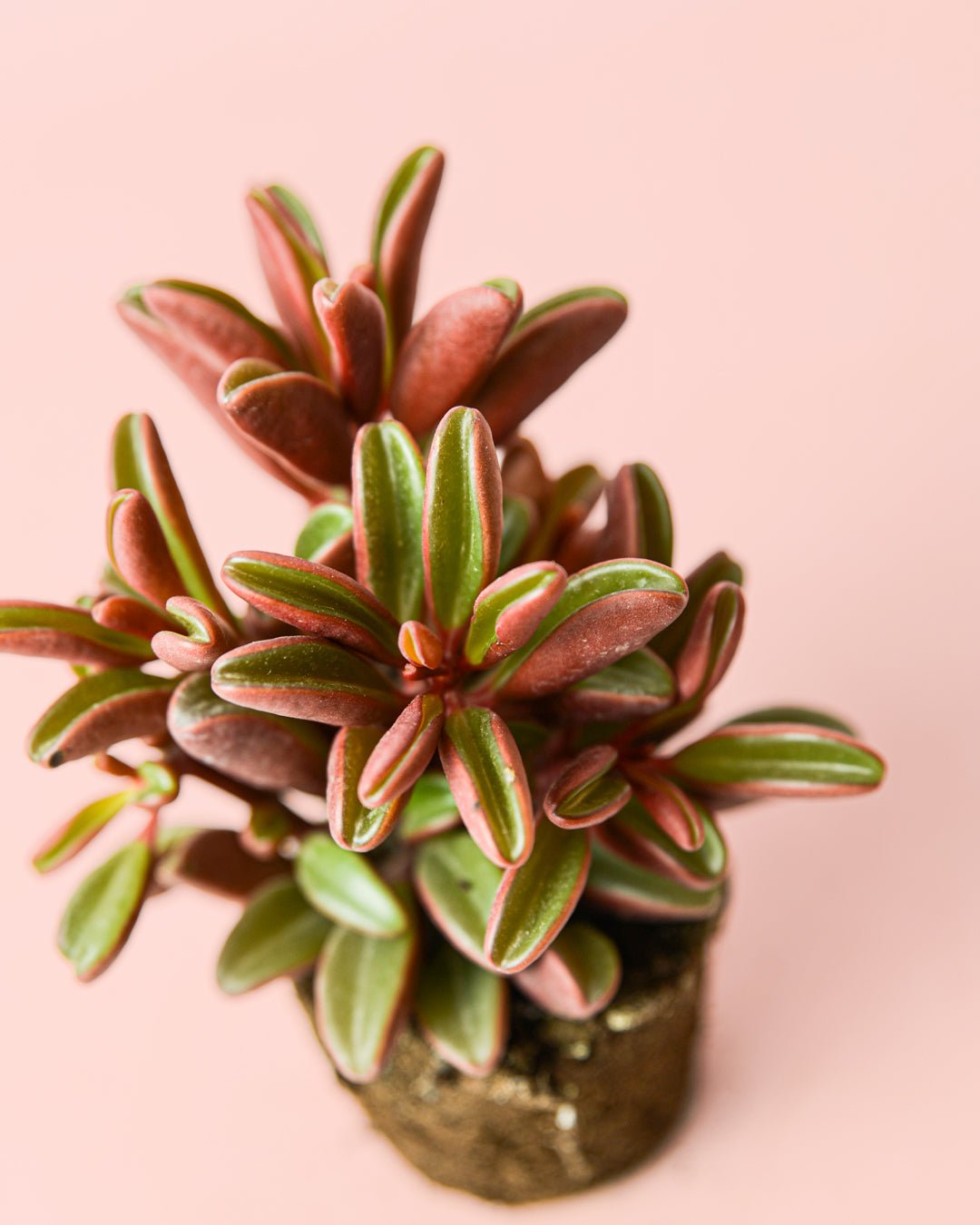 Peperomia Graveolens Mini - Pur Plant
