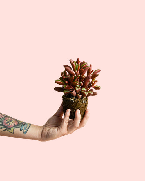 Peperomia Graveolens Mini - Pur Plant