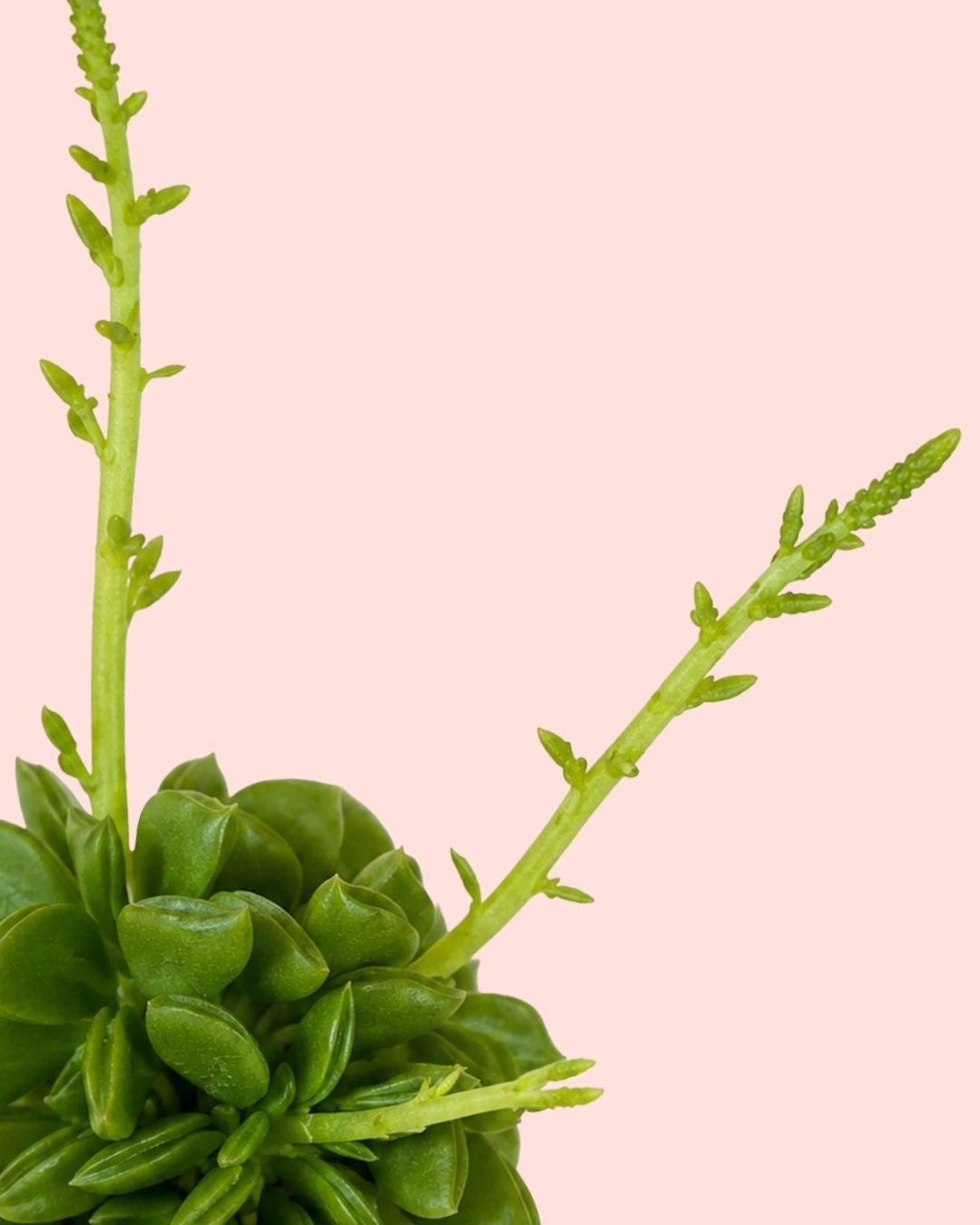 Peperomia Happy Bean Mini - Pur Plant
