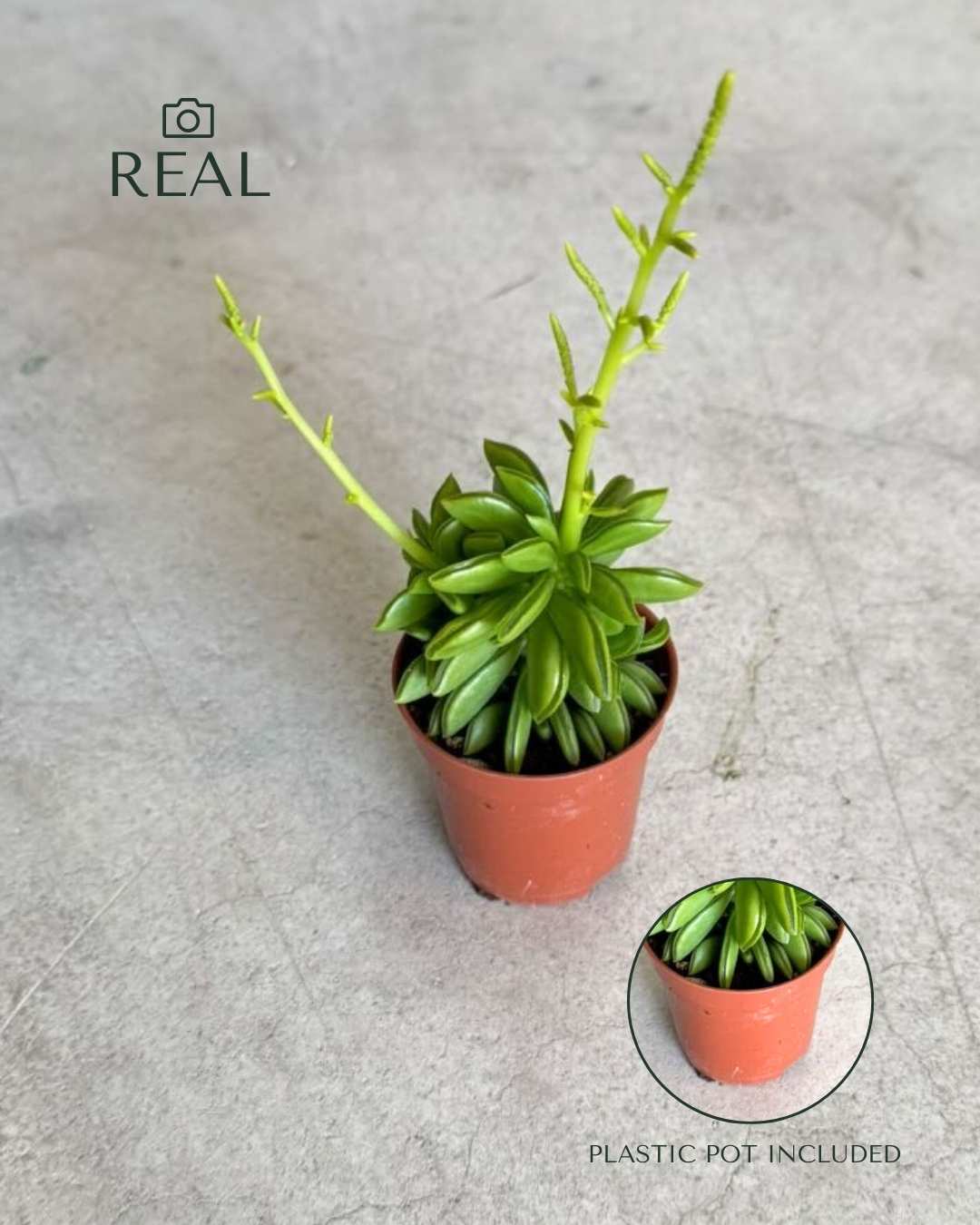 Peperomia Happy Bean Mini - Pur Plant