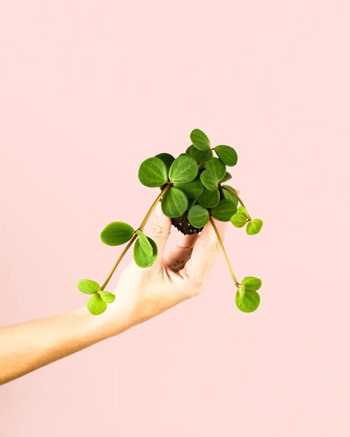 Peperomia Hope Mini - Pur Plant