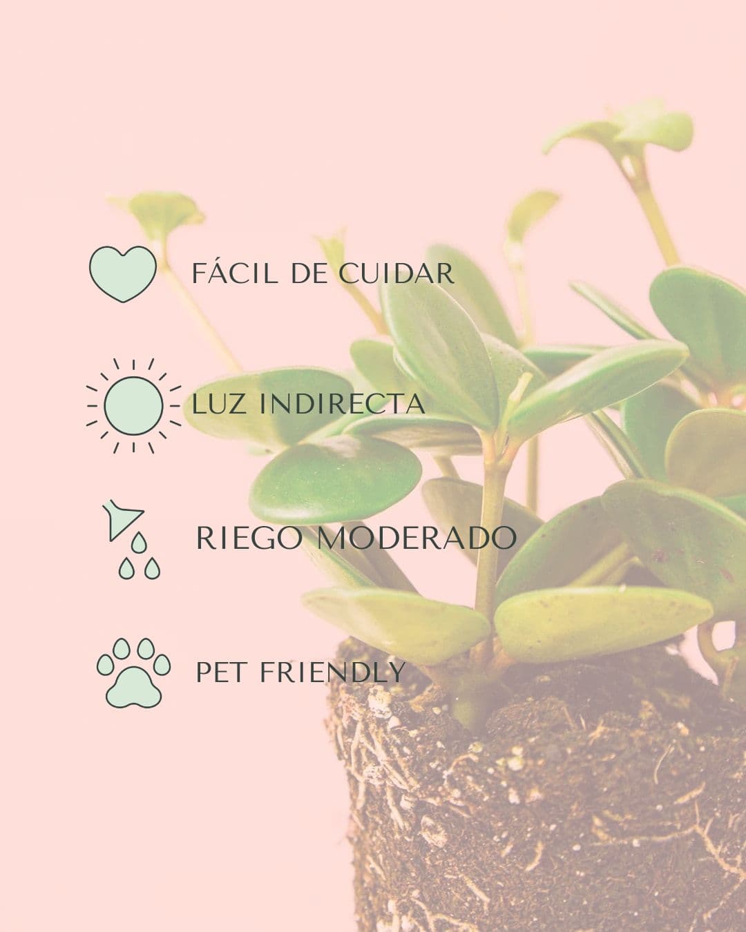 Peperomia Hope Mini - Pur Plant