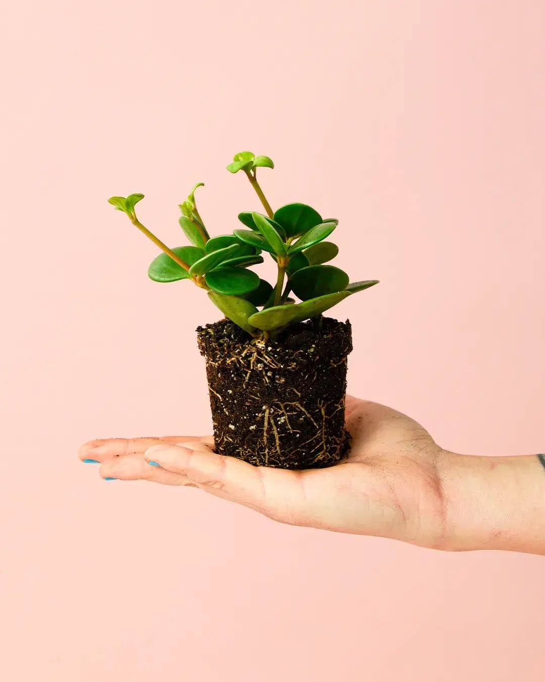 Peperomia Hope Mini - Pur Plant