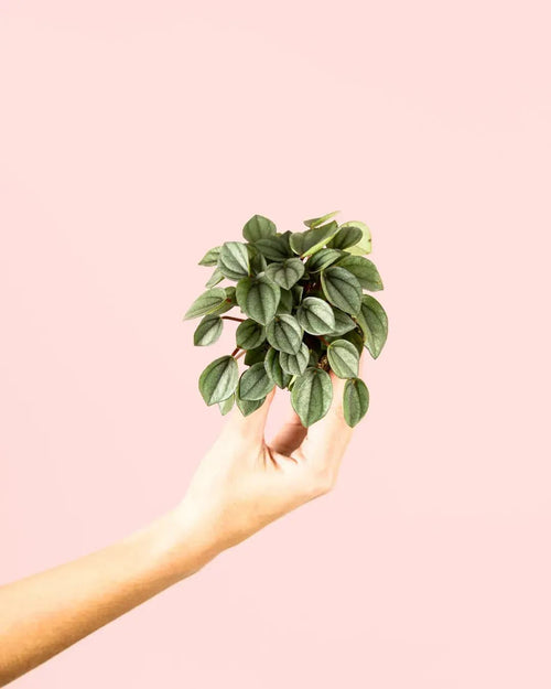Peperomia Milano Mini - Pur Plant