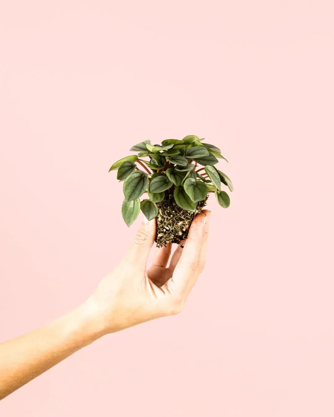 Peperomia Milano Mini - Pur Plant