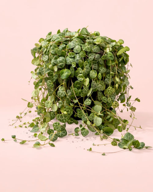 Peperomia Prostrata M - Pur Plant