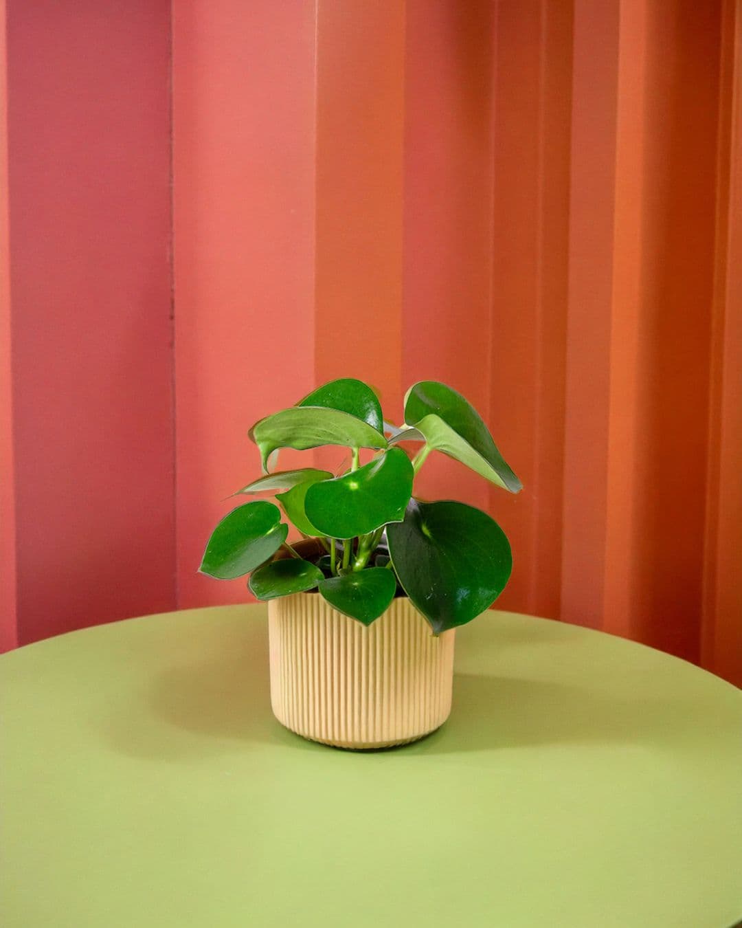 Peperomia Raindrop M - Pur Plant