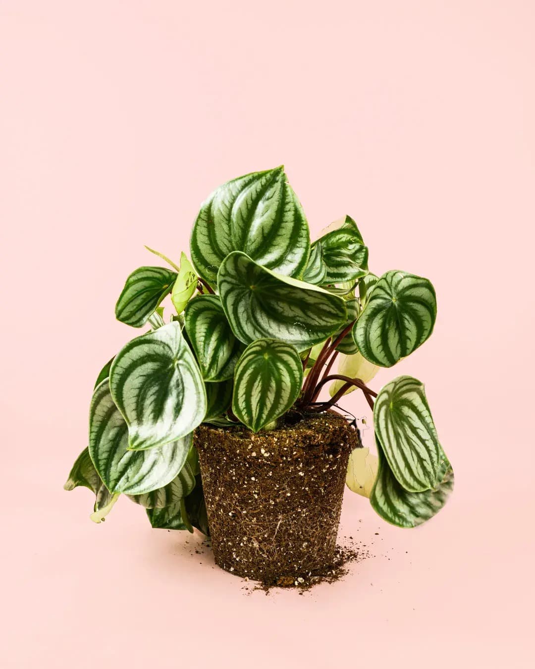 Peperomia Watermelon M - Pur Plant