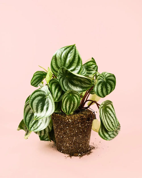 Peperomia Watermelon M - Pur Plant