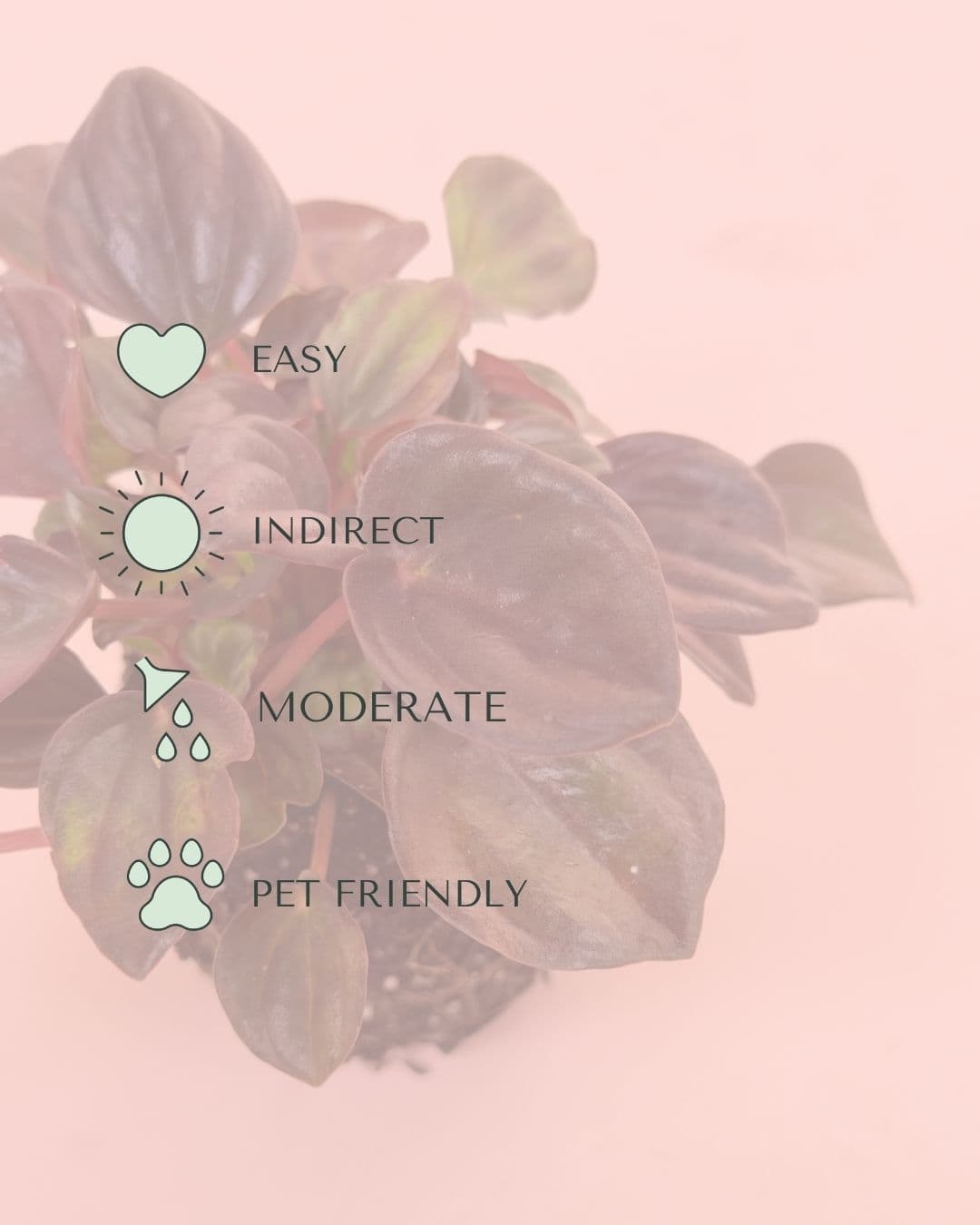 peperomia_chocolate_mini_care