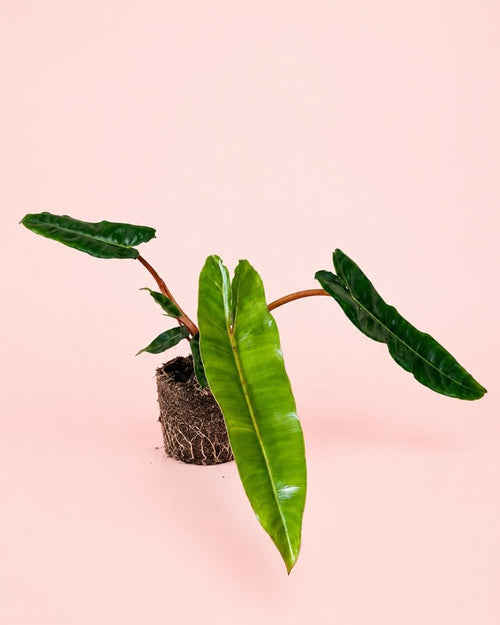 Philodendron Billietiae M - Pur Plant