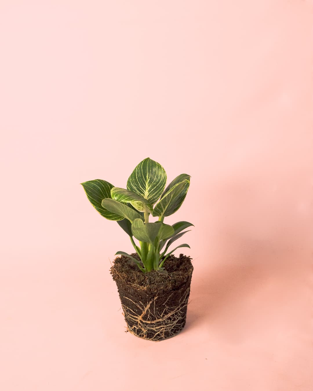 philodendron birkin como cuidar Philodendron Birkin